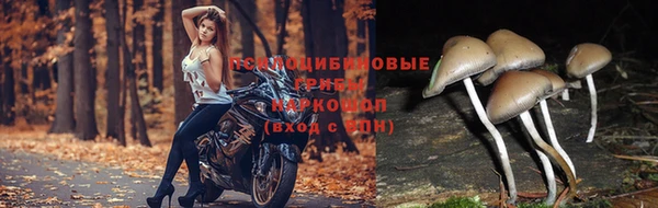 трава Беломорск